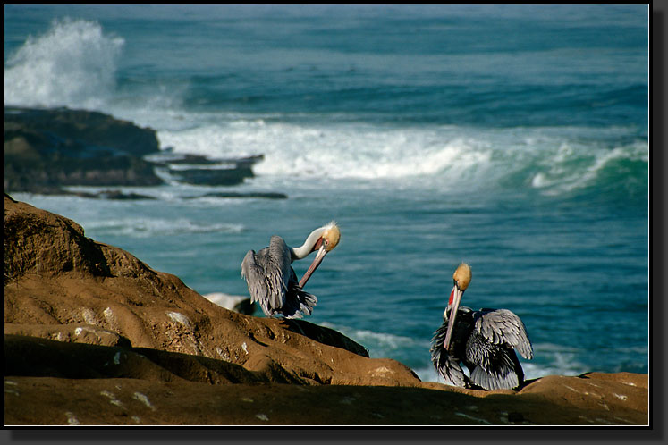 20011226-10_Pelicans,_La_Jolla