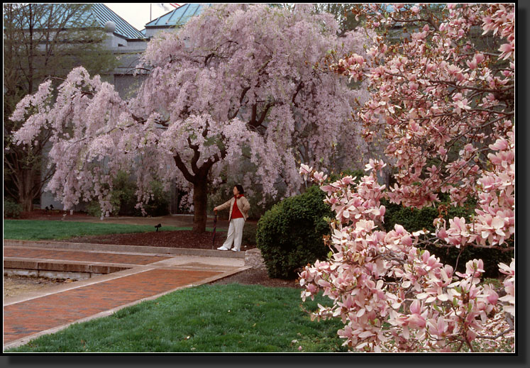 20030405-137-Weeping_Japanese_Cherry,_Enid_A_Haupt_Garden