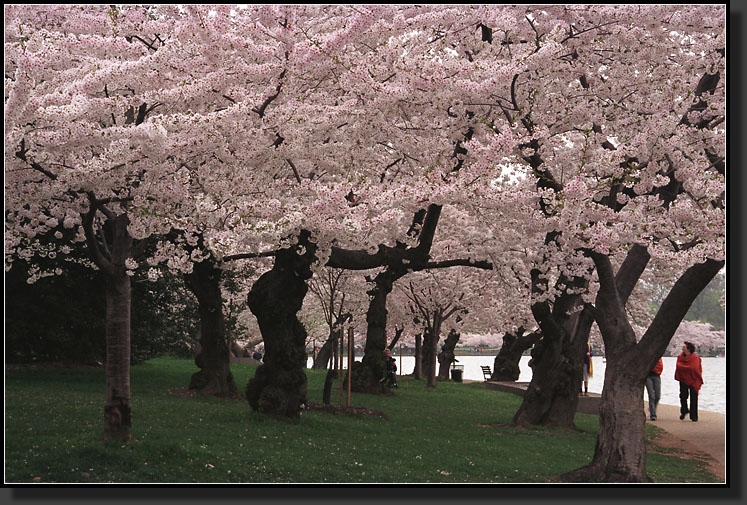 20030405-21-White_Cloud_of_Yoshino_Cherry