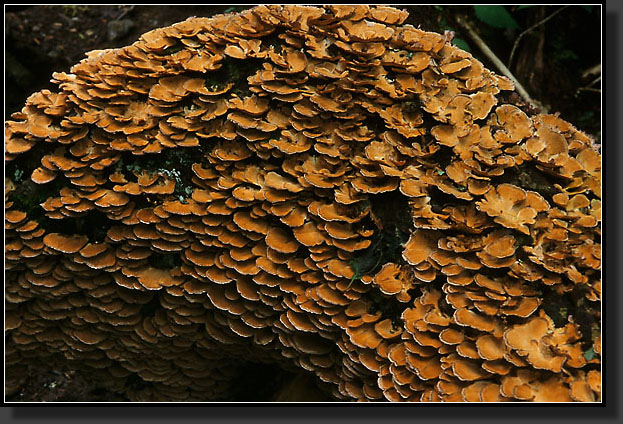 20030527-125-Fungus_on_Tree