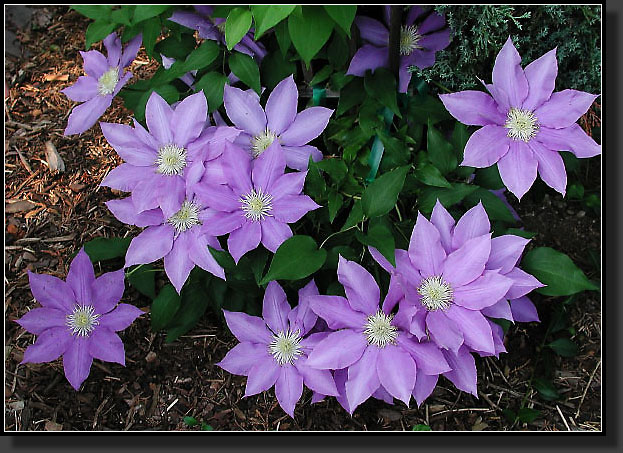 20040515-11-Clematis_'H.F.Young'