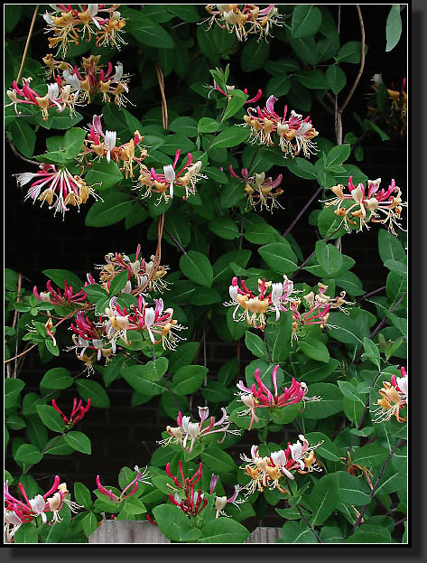 20040606-14-Dutch_Honeysuckle