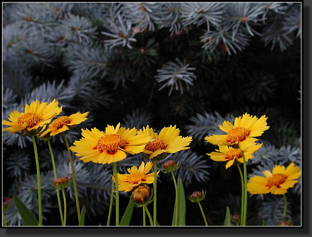 20040608-16-Coreopsis_'Tequila_Sunrise'