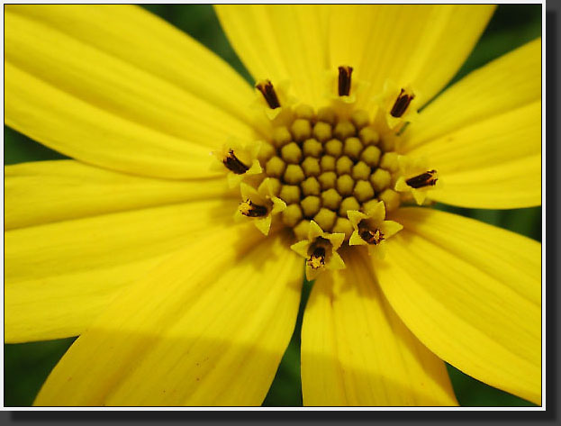 20040613-17-Coreopsis_Verticillata