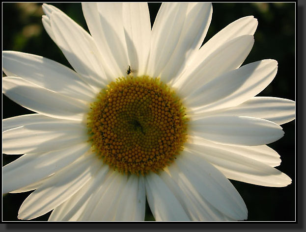 20040627-22-Shasta_Daisy