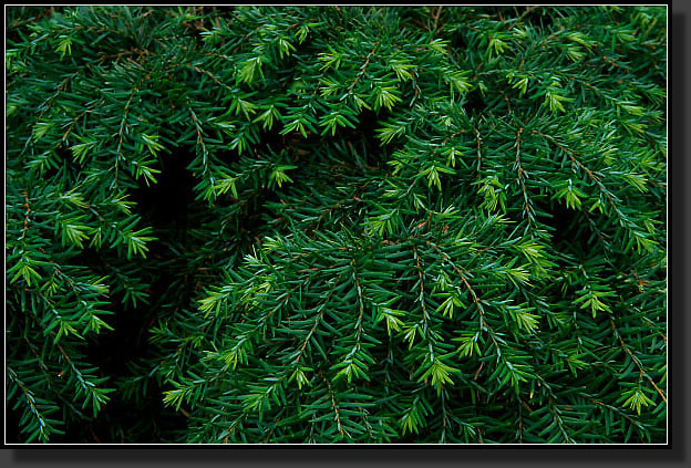 20040701-27-Hemlock_'Gracilis'