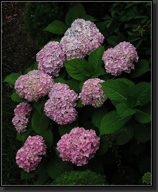 20040802-23-Hydrangea_'Nikko_Blue'