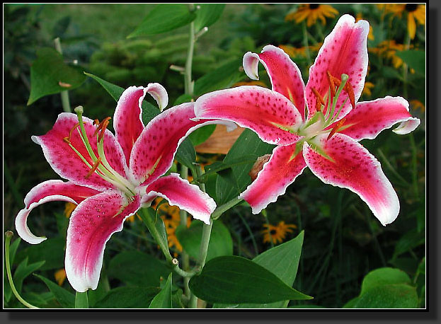 20040802-24-Oriental_Lily_'Stargazer'