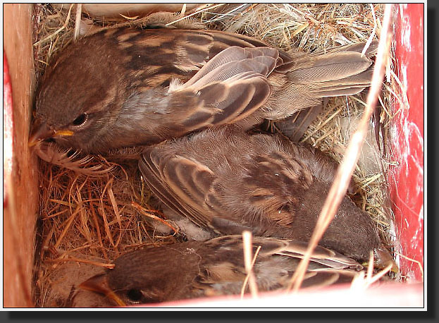 20040814-26-House-Sparrow_Nest