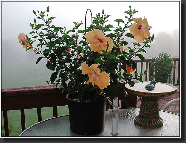 20040901-30-Hibiscus