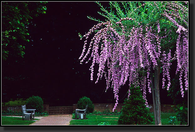 20040531-15-Butterfly-Bush-Tree