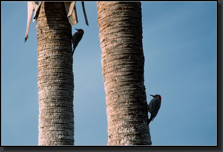 20031228-36-Woodpeckers,-Ding-Darling-NWR-FL