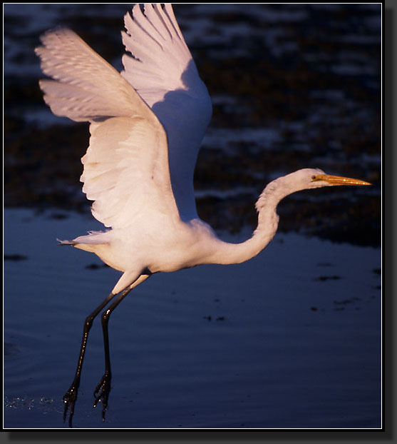 20041228-120-Great-Egret-(DingDarlingNWR)