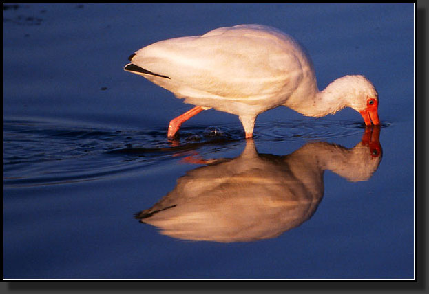 20041228-126-Ibis