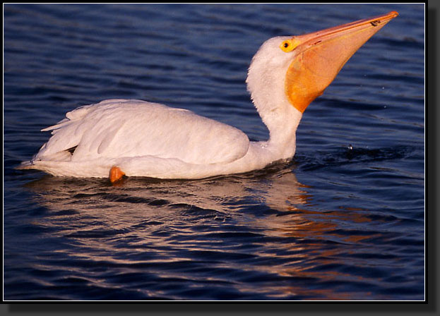 20041228-131-White-Pelican