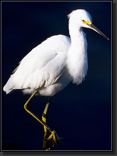 20041228-203-Snowy-Egret