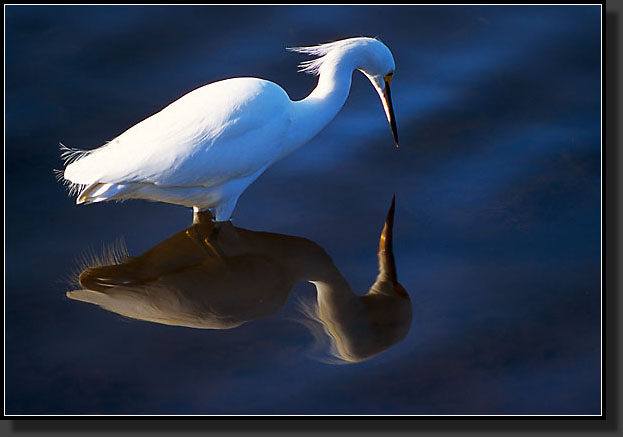 20041228-204-Snowy-Egret