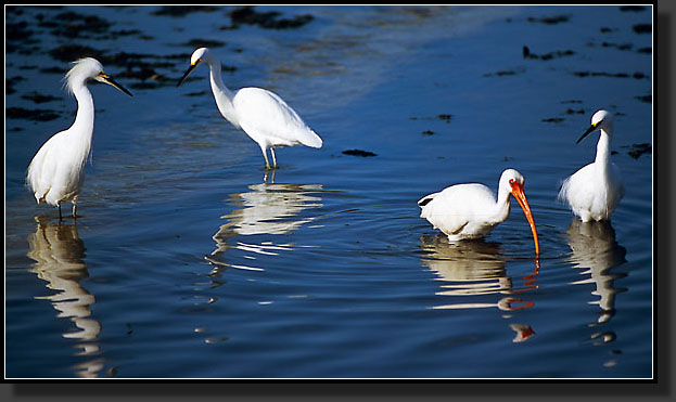 20041228-211-Egrets,-Ibis