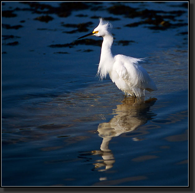 20041228-217-Snowy-Egret