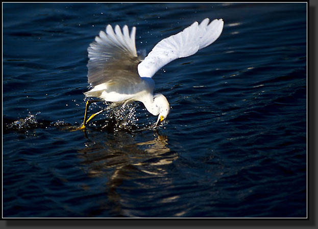 20041228-220-Snowy-Egret