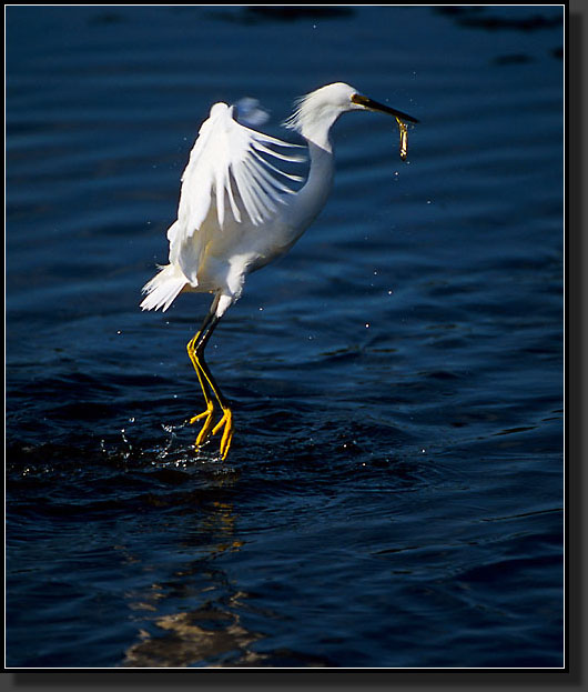 20041228-222-Snowy-Egret