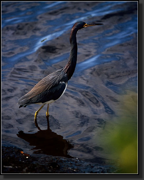 20041228-235-Tricolored-Heron