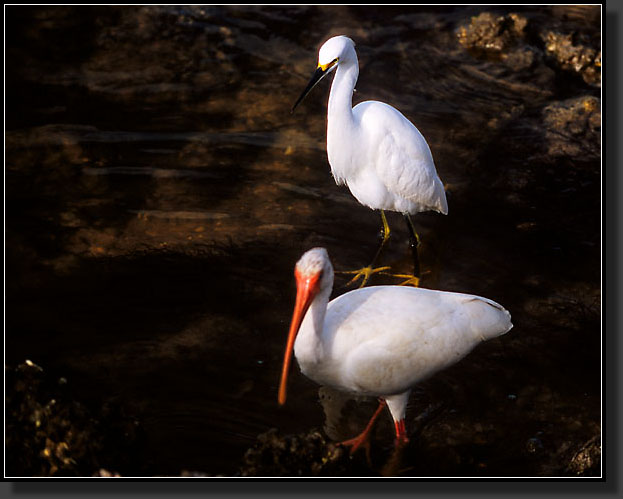 20041228-236-White-Ibis,-Snowy-Egret