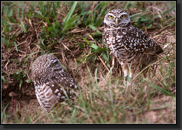 20041228-305-Burrowing-Owls-(Cape-Coral)