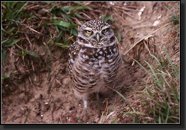 20041228-306-Burrowing-Owl