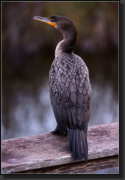 20041229-309-Cormorant-(Everglades)