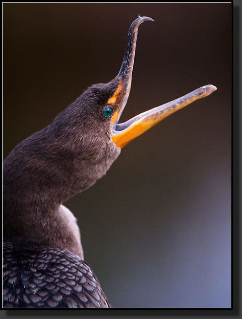 20041229-310-Cormorant