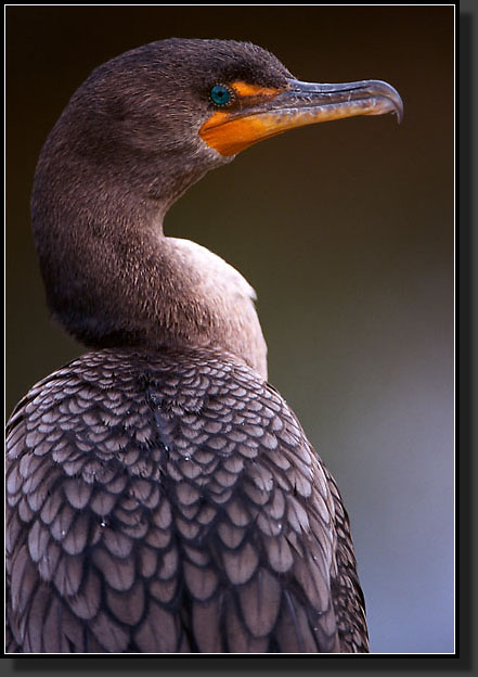 20041229-311-Cormorant