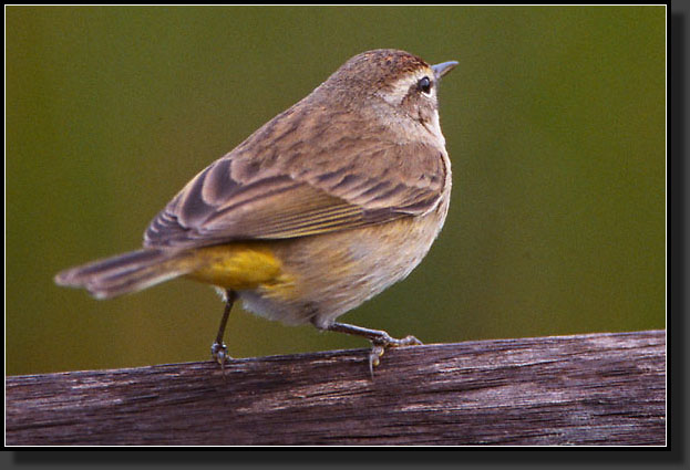 20041229-315-Common-Yellowthroat