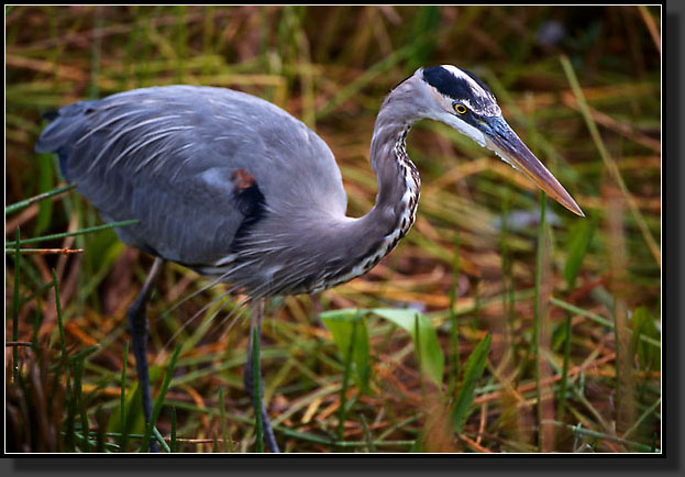 20041229-316-Great-Blue-Heron