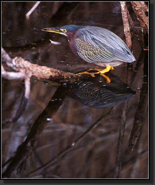 20041229-319-Green-Heron