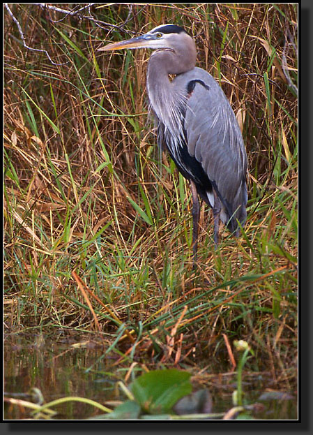 20041229-322-Great-Blue-Heron