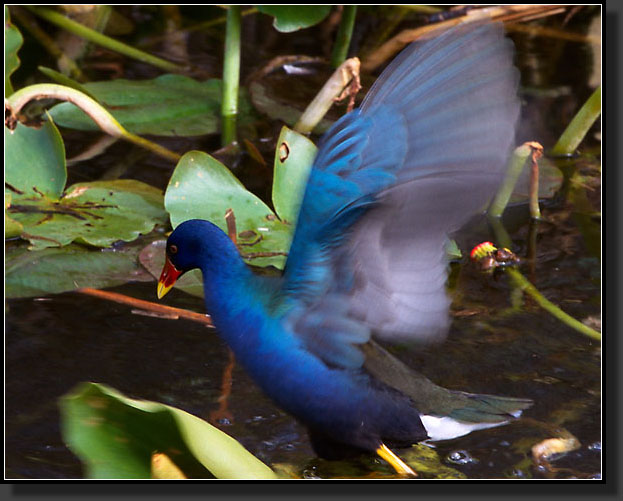 20041229-326-Purple-Gallinule