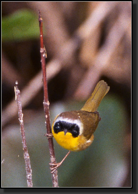 20041229-330-Common-Yellowthroat,-Male