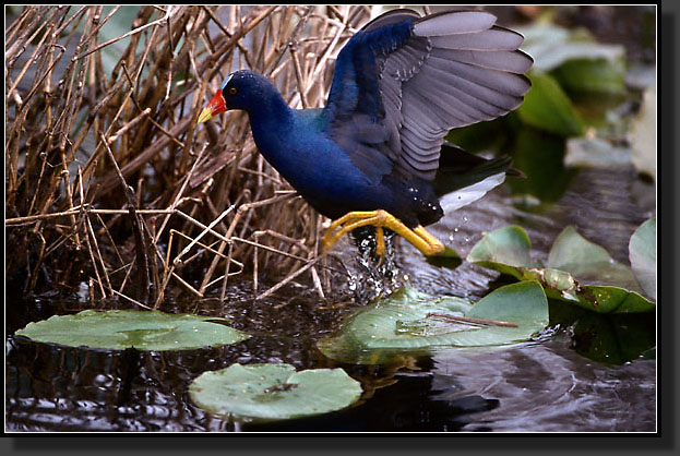 20041229-331-Purple-Gallinule