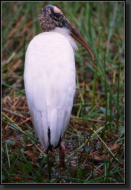 20041229-334-Wood-Stork