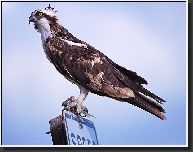 20041229-407-Osprey