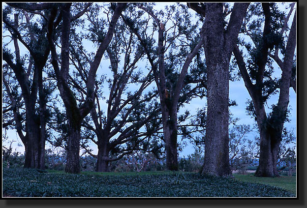 20041230-32-Mahogany-Trees