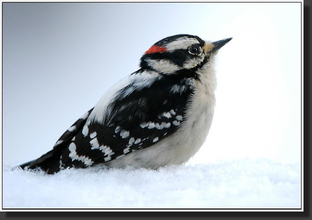 20050310-0001-Downy-Woodpecker