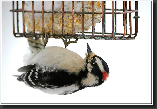 20050310-0002-Downy-Woodpecker