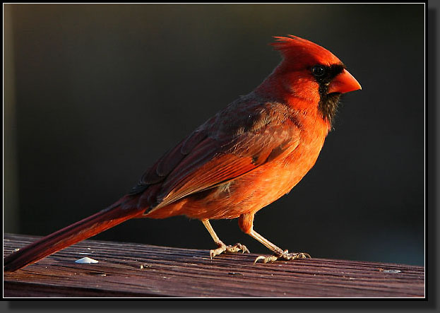 20050411-0001-Cardinal