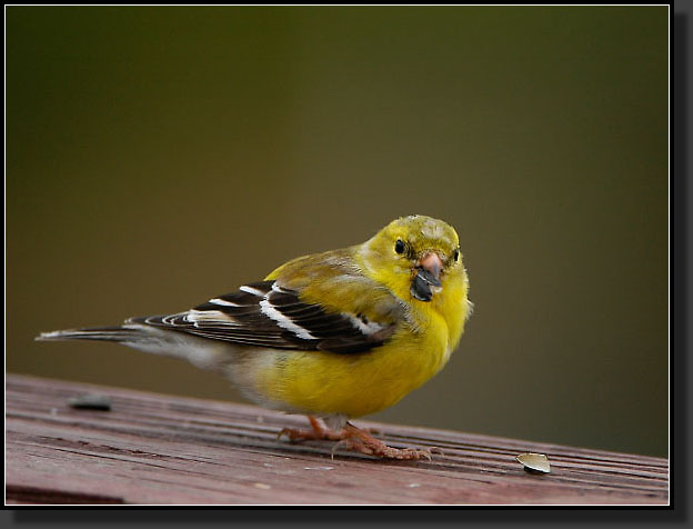 20050423-0001-Goldfinch