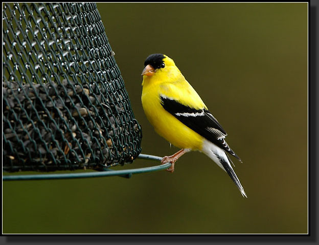 20050423-0002-Goldfinch