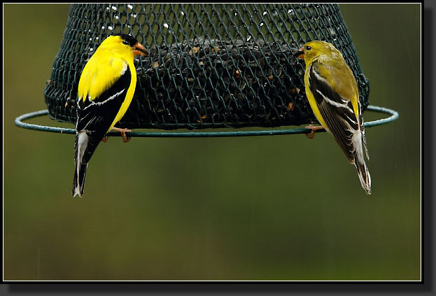 20050423-0003-Goldfinch