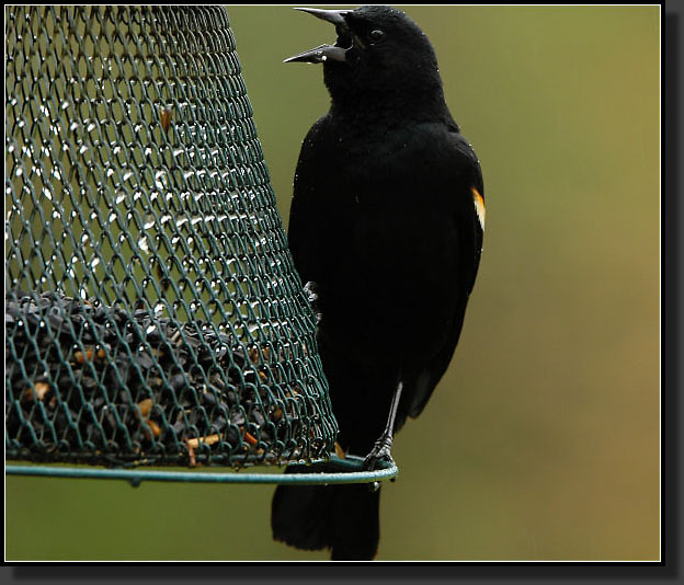 20050423-0004-Redwing-Blackbird