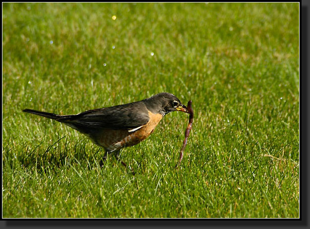 20050521-0001-Early-Bird-Robin